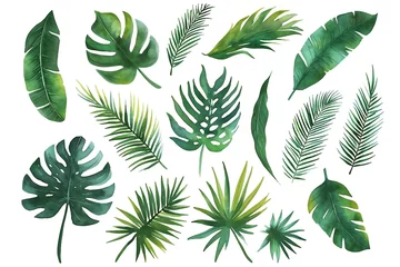 Fotobehang Set of tropical leaves isolated on white background,  Watercolor illustration © Nam