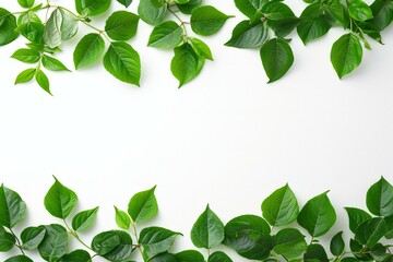 Green leaves on white background,  Flat lay, top view, copy space - obrazy, fototapety, plakaty