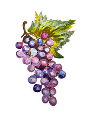 Watercolor bunch of purple grapes. - 770389393