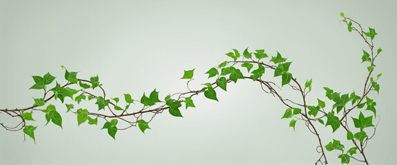 a long twisted branch with ivy growing on it isolated on a transparent background colorful background