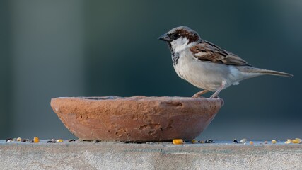 sparrow sitting and eating