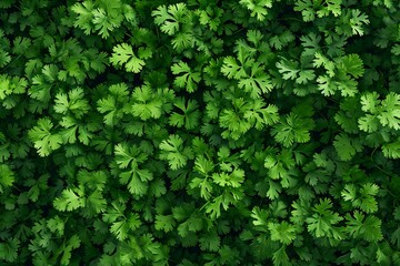 Coriander leaves background, top view of fresh green coriander leaves - obrazy, fototapety, plakaty