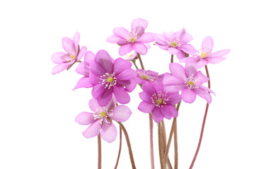 First spring flowers,  Anemone hepatica isolated on white background. Blooming of pink violet wild...
