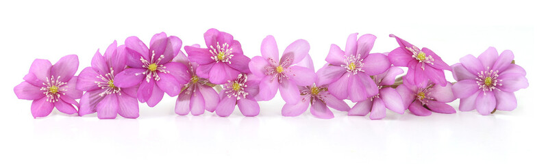 Fototapeta na wymiar First spring flowers, Anemone hepatica isolated on white background. Blooming of pink violet wild forest flowers liverwort.