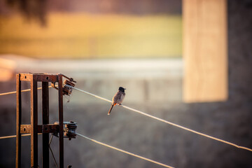 bird sitting on the wire - Powered by Adobe