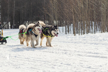 A group of Alaskan Malamutes in a sled are running a race in a winter snowy forest.