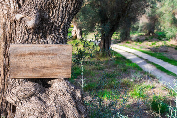 Empty notice board on a trunk in an olive farm with a dirt road running through it. Wooden board to...