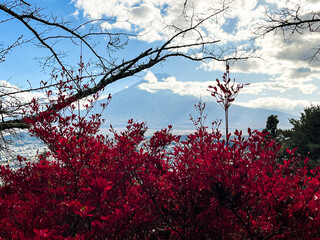 View at Mount Fuji with red autumn leaves in the foreground. Red maple tree leaves are coloured this autumn. Bright blue sky create romantic atmosphere. Clear copy space. Astonishing place in Japan