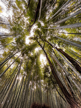 The view of tall bamboo trees in Kyoto in Japan. Lush foliage of these mesmerising trees cover the whole space of the picture. Ideal for copy space and wallpaper. Autumn coloured trees.