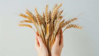 Bouquet in hands of wheat ears on a white background. Cereals harvest.
