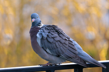 sitting forest pigeon on the balcony of a house