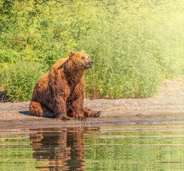 Kamchatka brown bear on the lake on sunlight