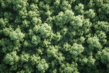 Aerial view of green trees in forest,  Top view,  Nature background