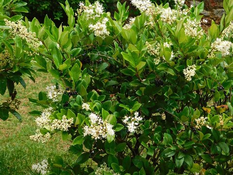 Wax leaf privet, or Ligustrum japonicum, plant with white flowers, in a park in Athens, Greece