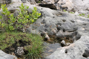 イポモエルブリフロラ