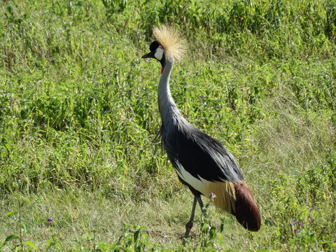 Closeup image of a grey crowned crane