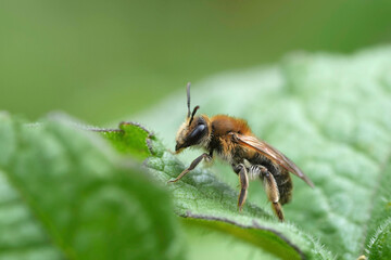 Closeup on a brown hairy mellow miner mining bee, Andrena mitis, sitting on a green leaf