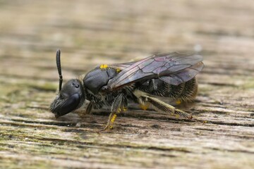 Extreme closeup on a female Long-faced furrow bee, Lasioglossum punctatissimum sitting on wood