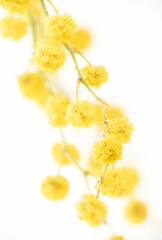 Yellow mimosa blooming flower diagonal branch with light background macro