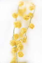 Yellow mimosa blooming flower branch with light background macro