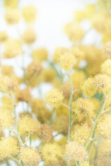 Yellow mimosa blooming flower bouquet with light background macro