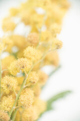Yellow mimosa blooming flowers branch with light background macro