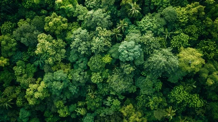 Foto op Plexiglas Protecting Earth: Aerial View of Lush Green Forest © Cyprien Fonseca