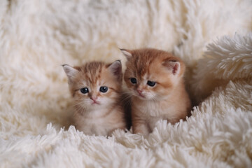 Cute little british shorthair kittens on soft fur background