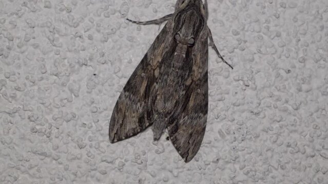 Agrius convolvuli moth on the wall, at night, a Sphingidae moth sits on a white wall
