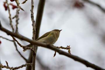 (Phylloscopus collybita) sits on a tree branch.