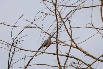 a wild pigeon standing on a tree branch. © czamfir