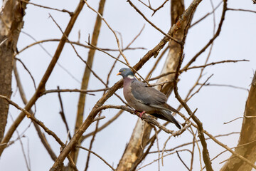 a wild pigeon standing on a tree branch.