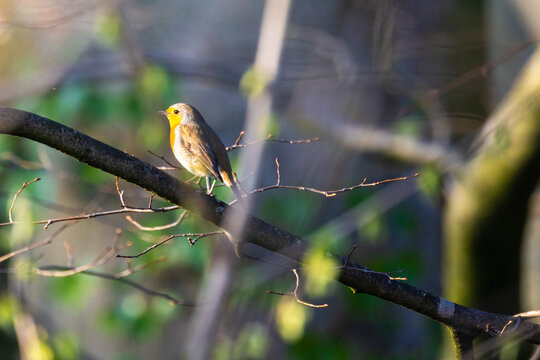 Captured in the warm glow of the golden hour, a lone European Robin with its signature red breast rests quietly on a bare branch, against a softly blurred natural background. Solitary European Robin