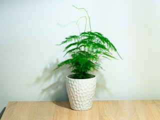 Common Asparagus fern (Asparagus setaceus) in a white flowerpot on a table