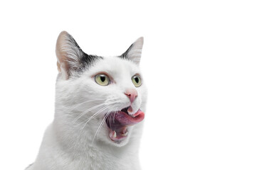 Kot oblizuje się językiem, z bliska, na białym tle - obrazy, fototapety, plakaty