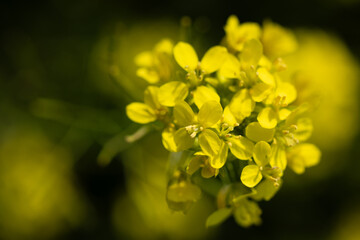 close up picture of beautiful Brassica elongata flower in a public park in Madrid