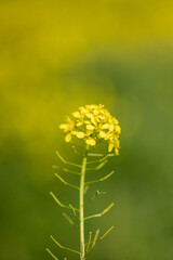 close up picture of beautiful Brassica elongata flower in a public park in Madrid