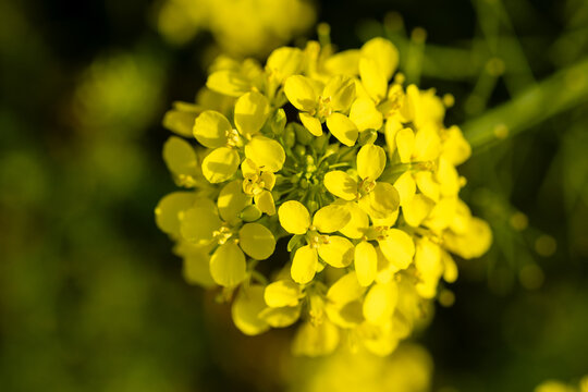 close up picture of beautiful Brassica elongata flower in a public park in Madrid