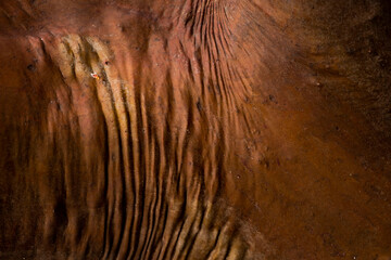 Santalum album, sandalwood bark