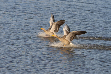 Greylag geese coming in to land on a Pond lake in Richmond Park