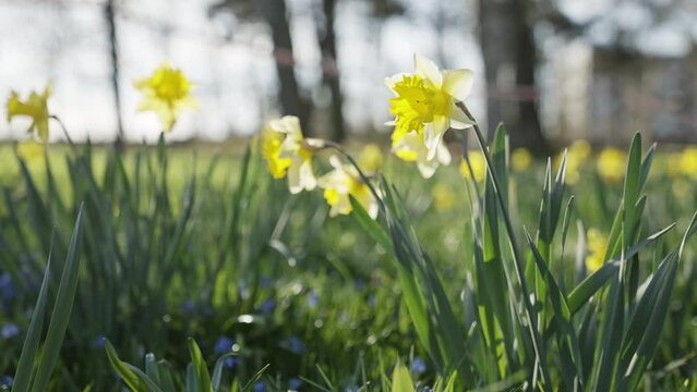 gelbe Narzissen / Osterglocken bl&uuml;hen im Rosengarten in Bern, Schweiz