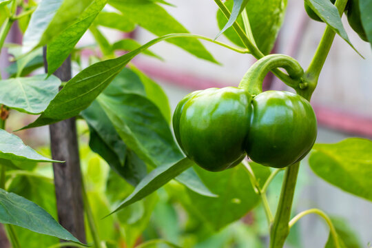 Sweet juicy green pepper ripening on a branch in a greenhouse