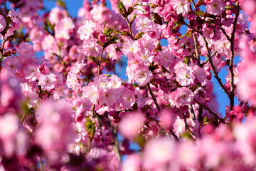 Japanese cherry blossom