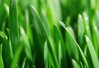 Papier Peint photo Herbe green grass with water drops