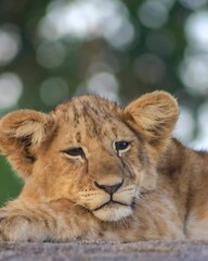 Picture of a lion cub sitting and looking sad