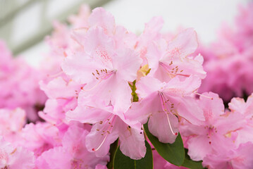 rhododendron blossom light pink