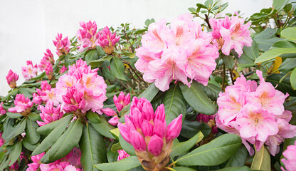 rhododendron shrub with light pink blossoms