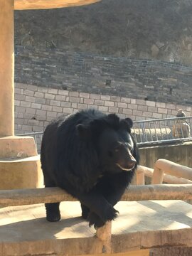bear in zoo