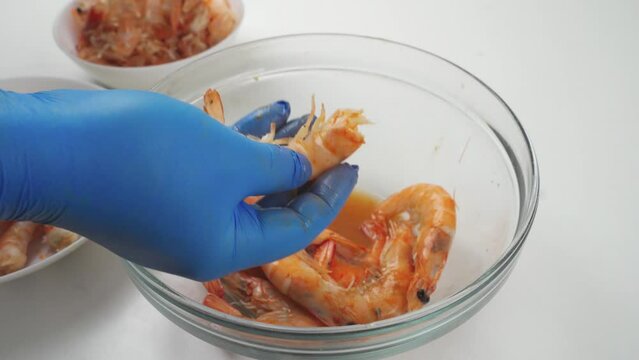 Cleaning shrimp. Close-up of blue gloved hands removing the head and shell of a shrimp after cooking.