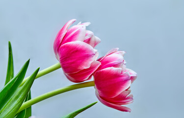 two opened tulip buds pink peony Columbus